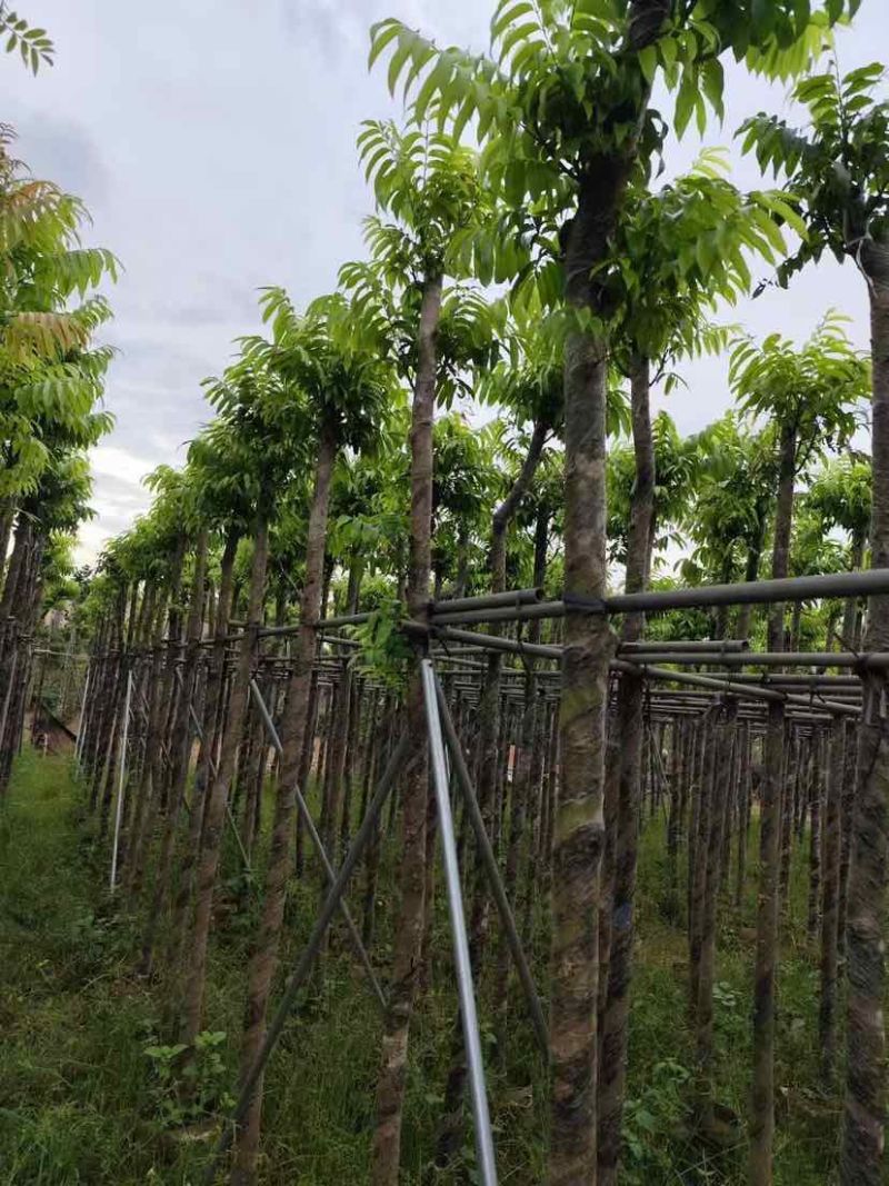 仁面子5～8公分基地直销大小规格齐全质量优质
