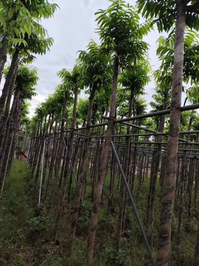 仁面子5～8公分基地直销大小规格齐全质量优质