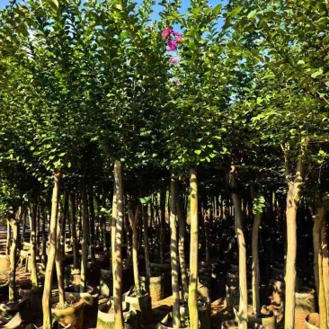 小叶紫薇5～8公分基地直销大小规格齐全质量优质