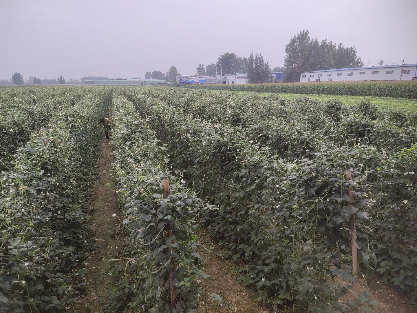 豆角红叶病田间喷药操作图