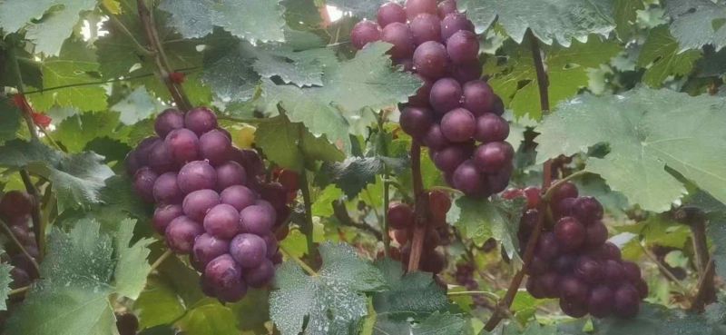 甘甜又便宜且性价比超高的山东淄博沂源县千亩葡萄成熟啦