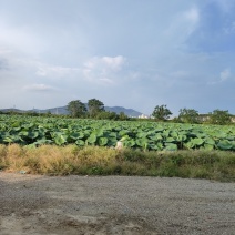 莲藕，粉藕