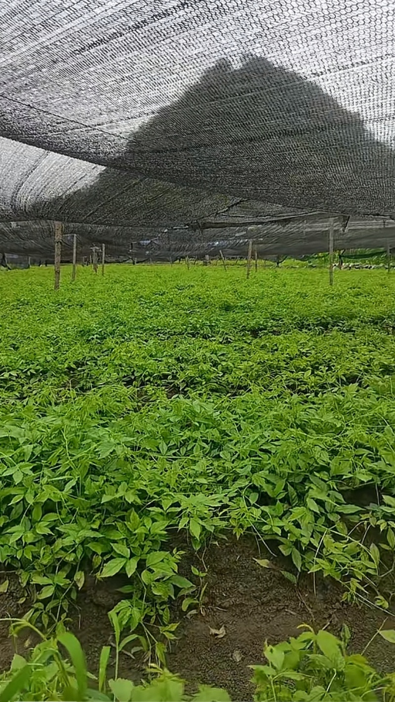 三叶青种苗