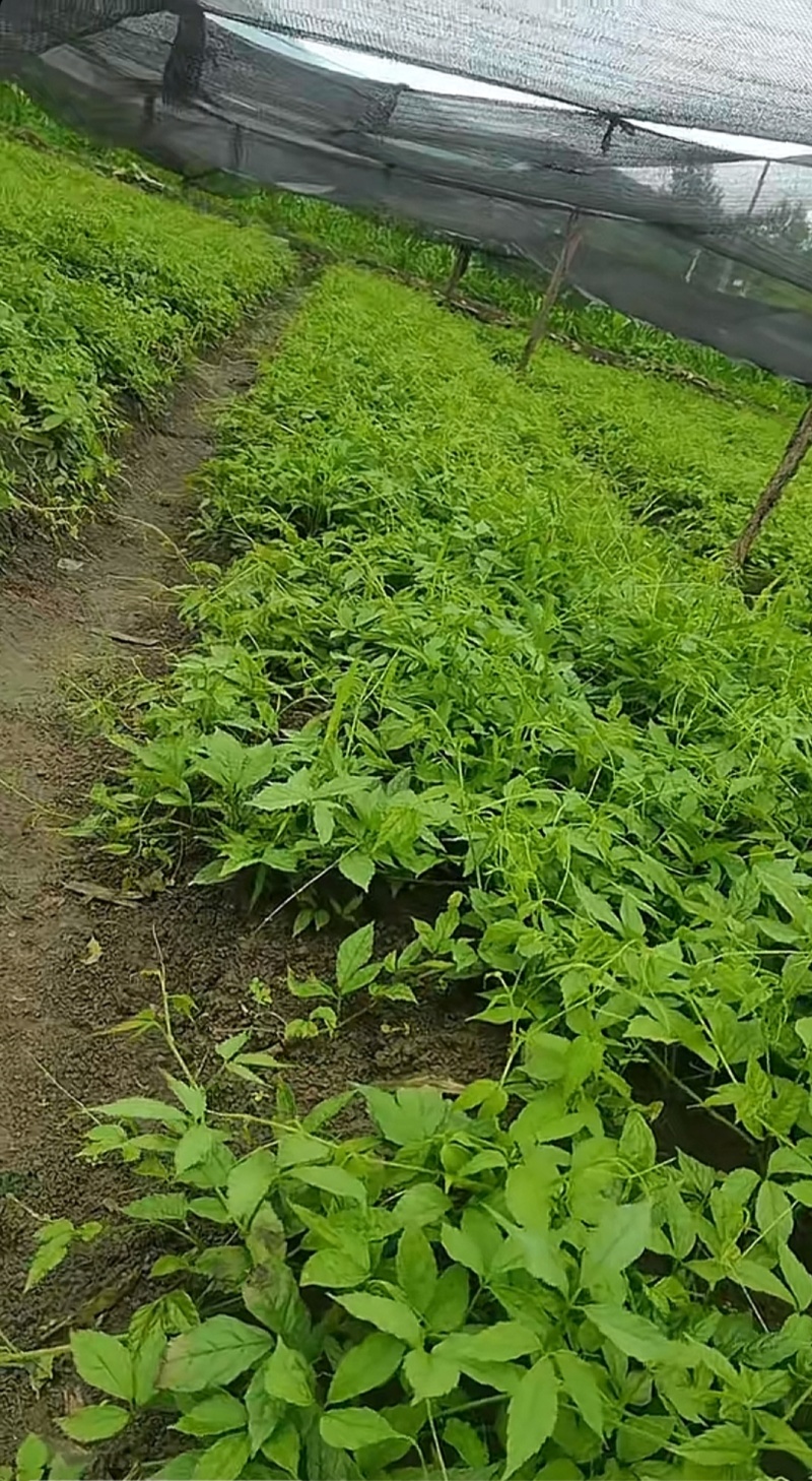 三叶青种苗