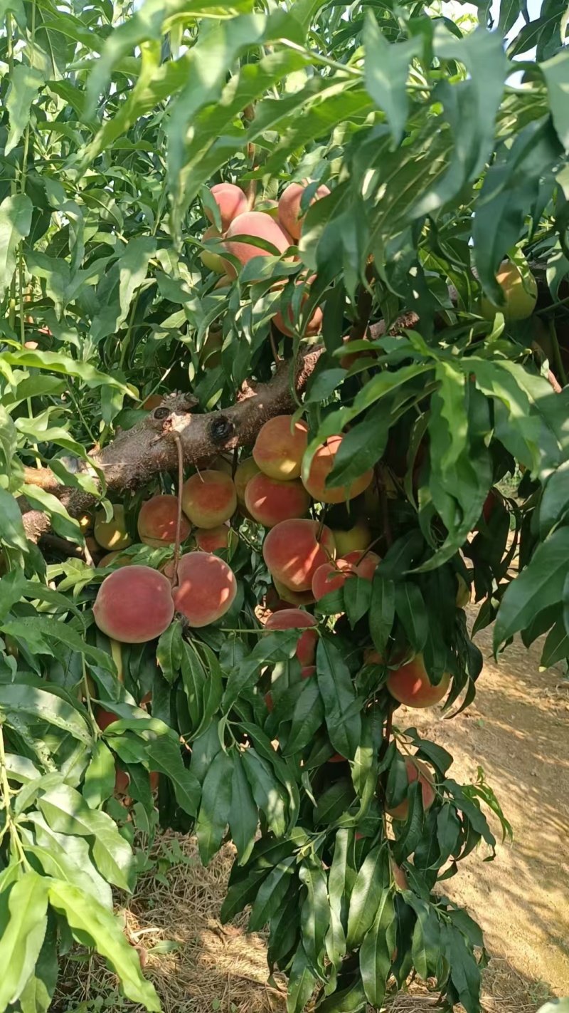桃