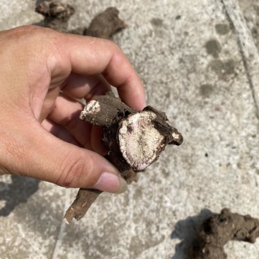 大量野生白芍，需要的联系