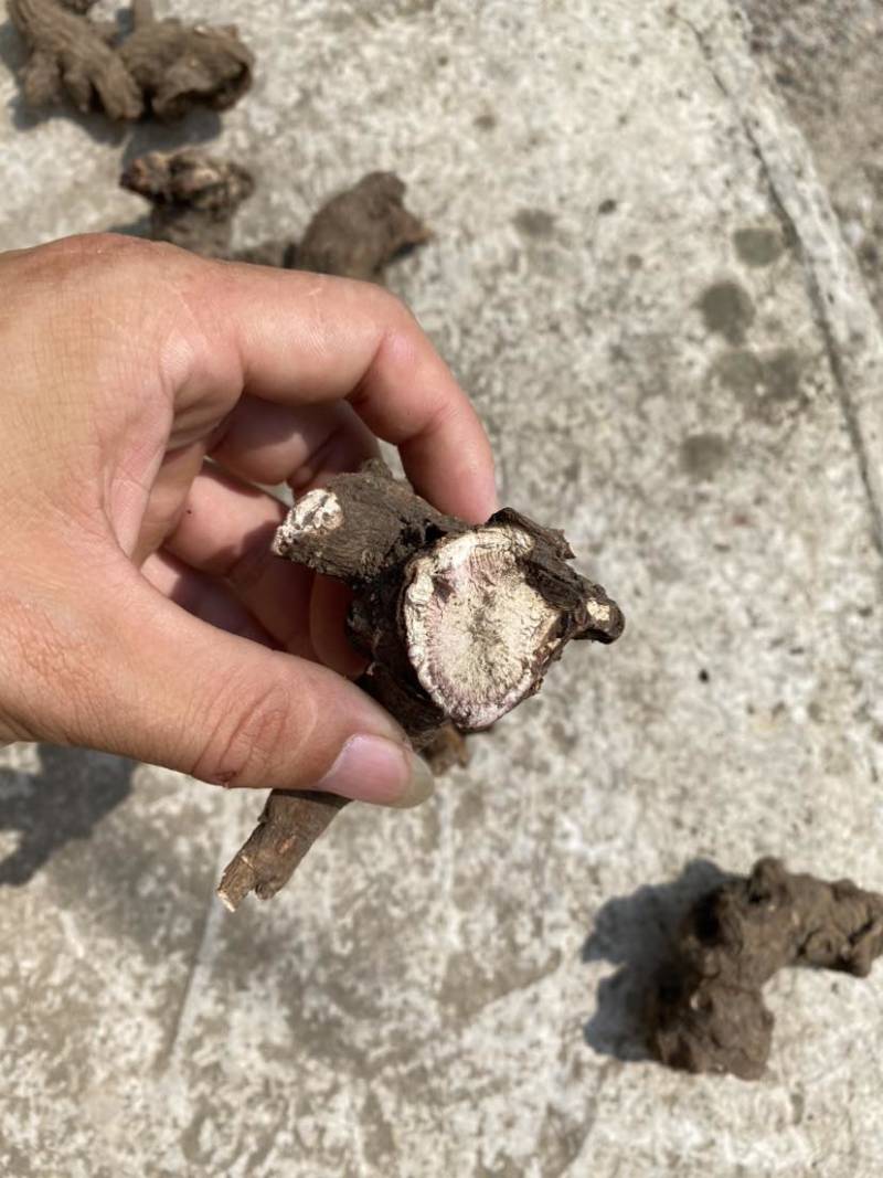 大量野生白芍，需要的联系