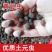 中华土元绿豆大小绿豆虫