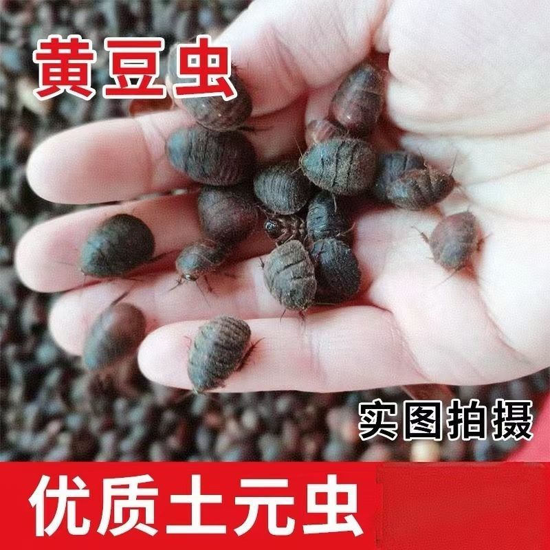 中华土元绿豆大小绿豆虫