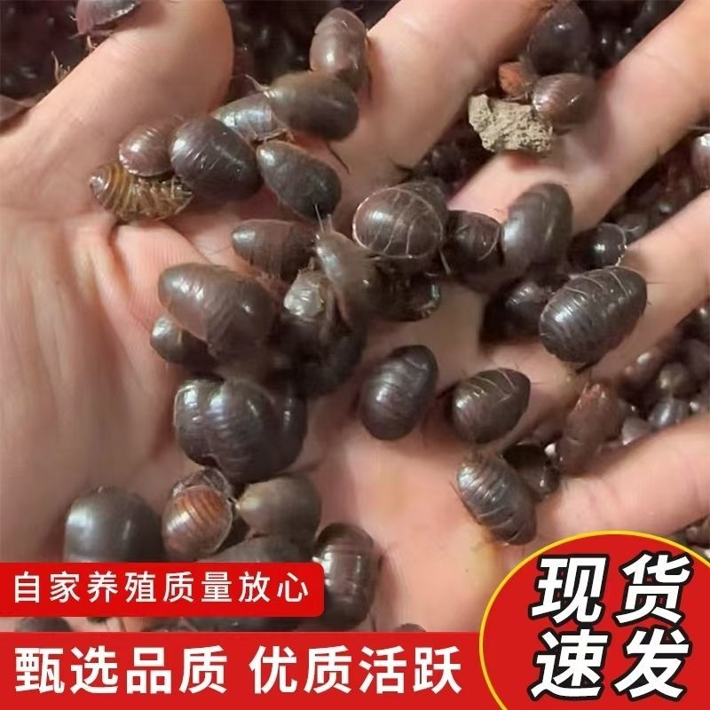 中华土元绿豆大小绿豆虫