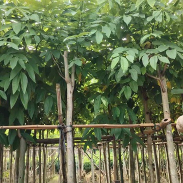 黄花腊肠树3～8公分基地直销大小规格齐全质量优质