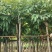 黄花腊肠树3～8公分基地直销大小规格齐全质量优质