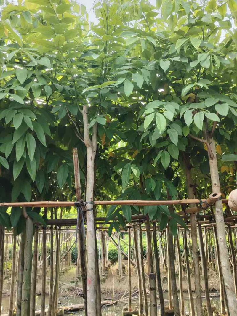 黄花腊肠树3～8公分基地直销大小规格齐全质量优质