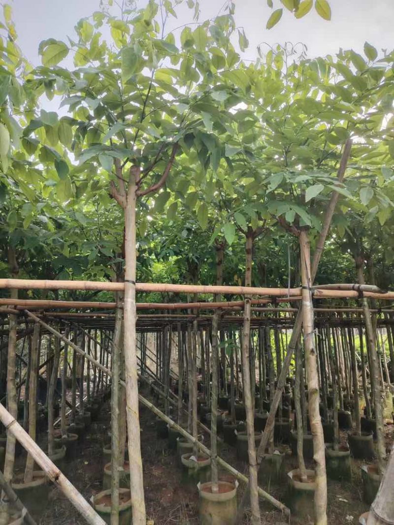 黄花腊肠树3～8公分基地直销大小规格齐全质量优质