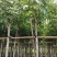 黄花腊肠树3～8公分基地直销大小规格齐全质量优质