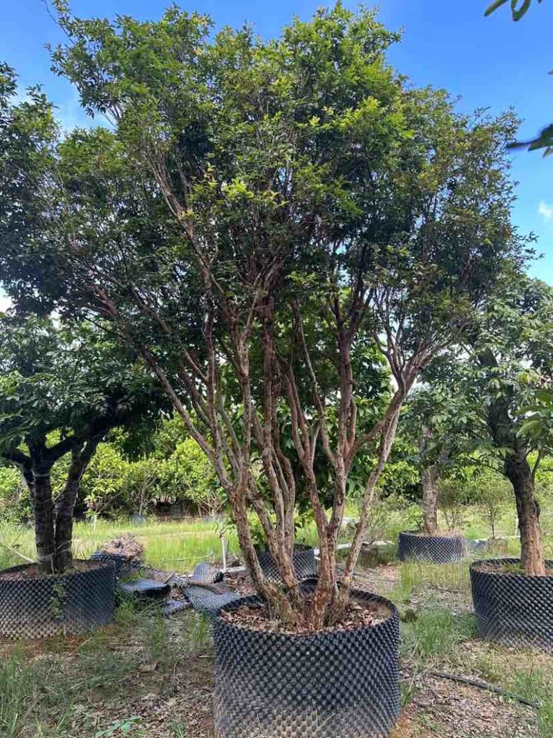 嘉宝果树3～10公分基地直销大小规格齐全质量优质