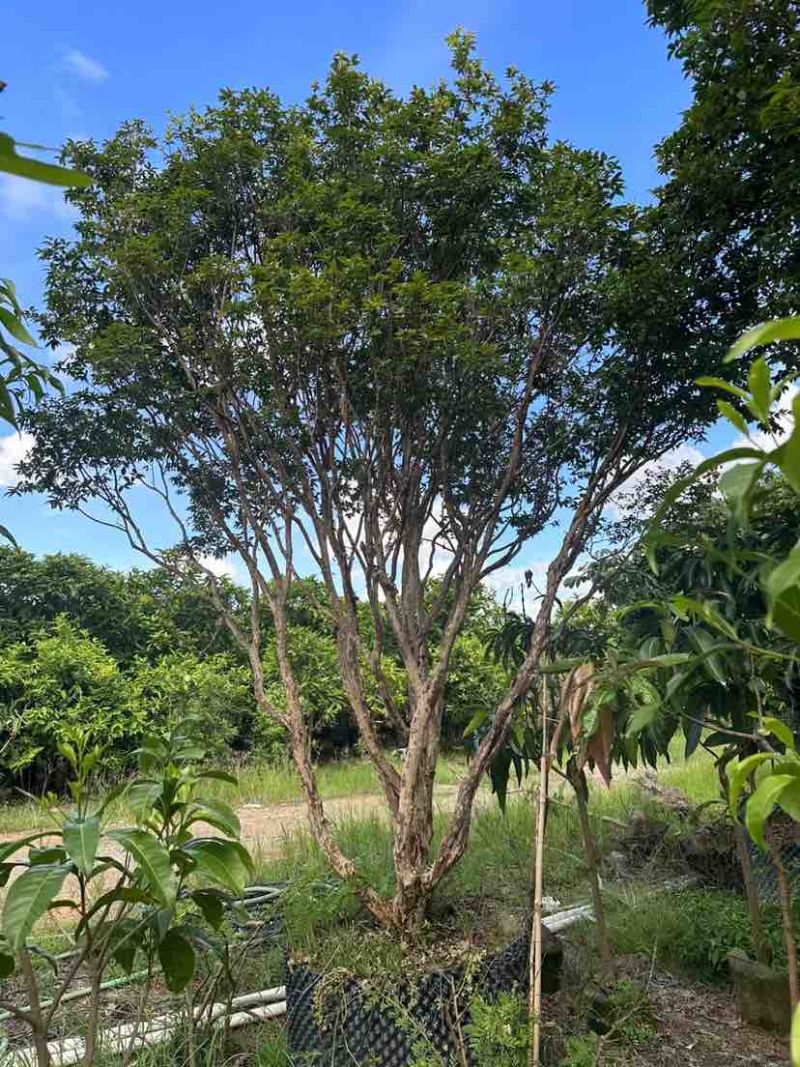 嘉宝果树3～10公分基地直销大小规格齐全质量优质