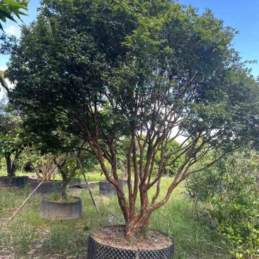 嘉宝果树3～10公分基地直销大小规格齐全质量优质