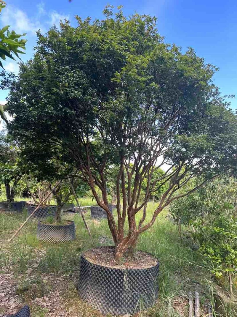 嘉宝果树3～10公分基地直销大小规格齐全质量优质