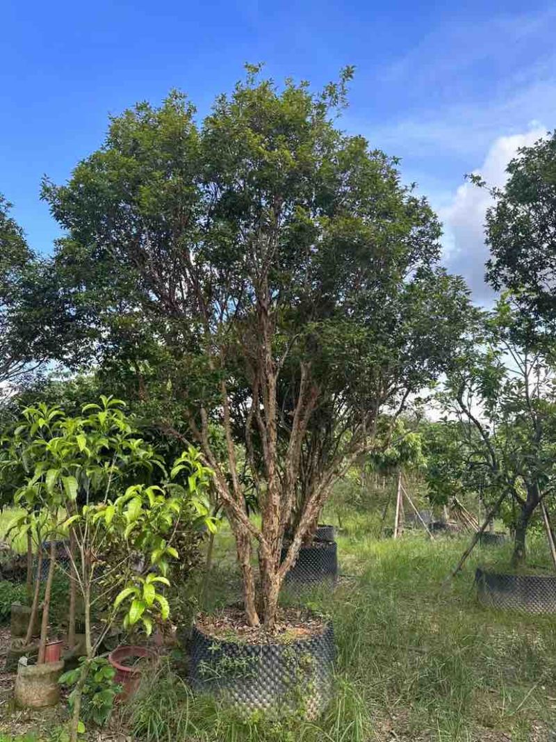 嘉宝果树3～10公分基地直销大小规格齐全质量优质
