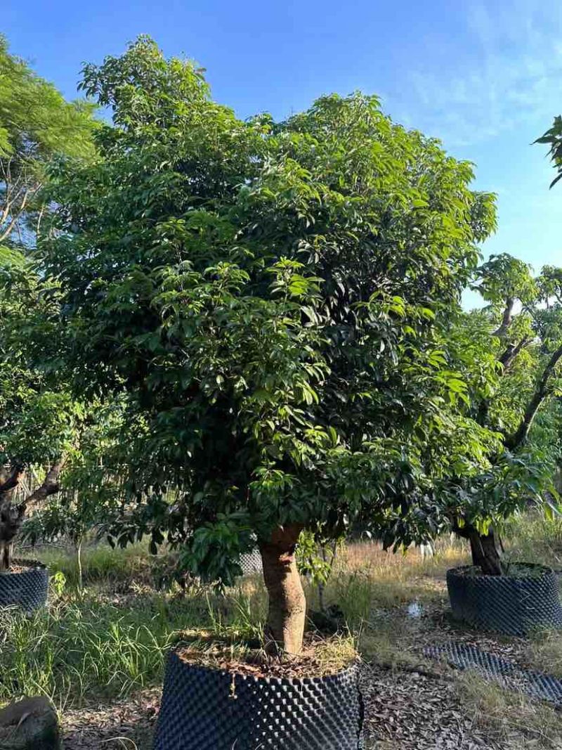 桂味荔枝树3～10公分基地直销大小规格齐全质量优质