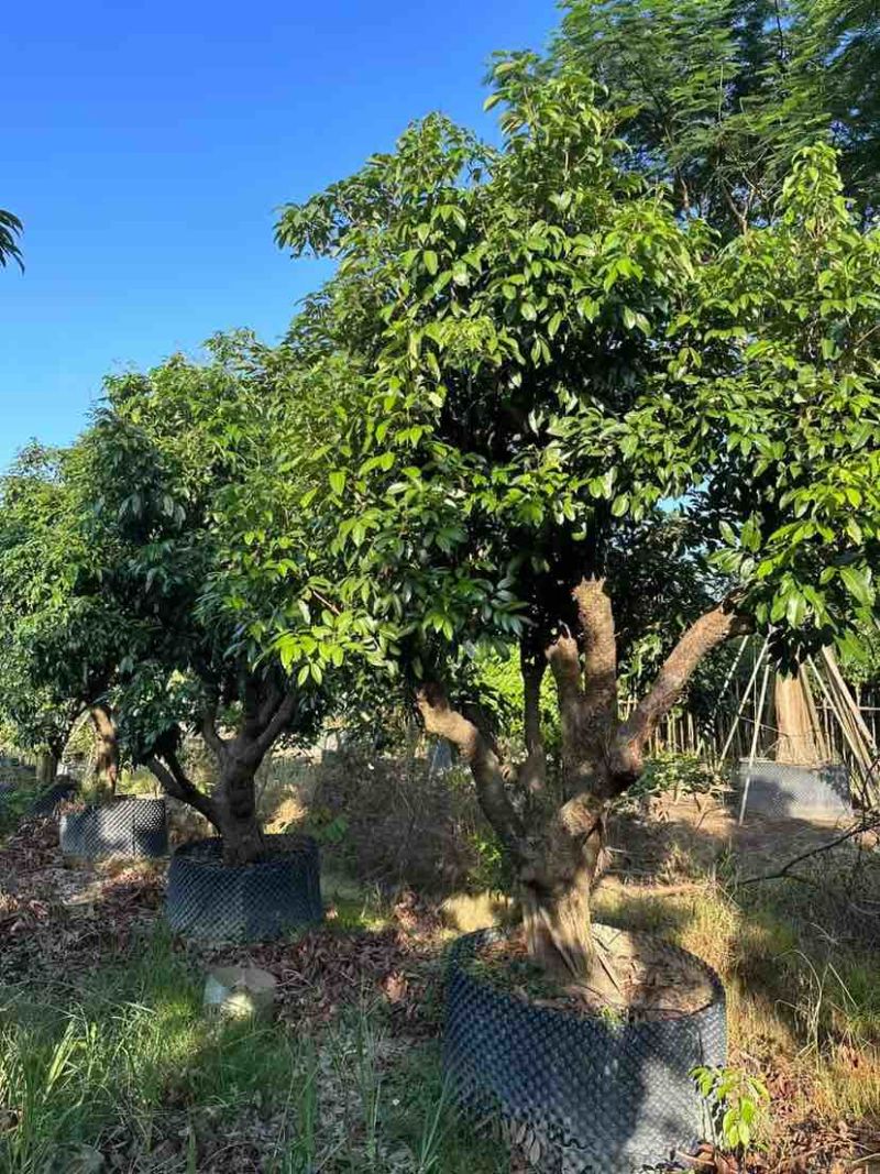 桂味荔枝树3～10公分基地直销大小规格齐全质量优质