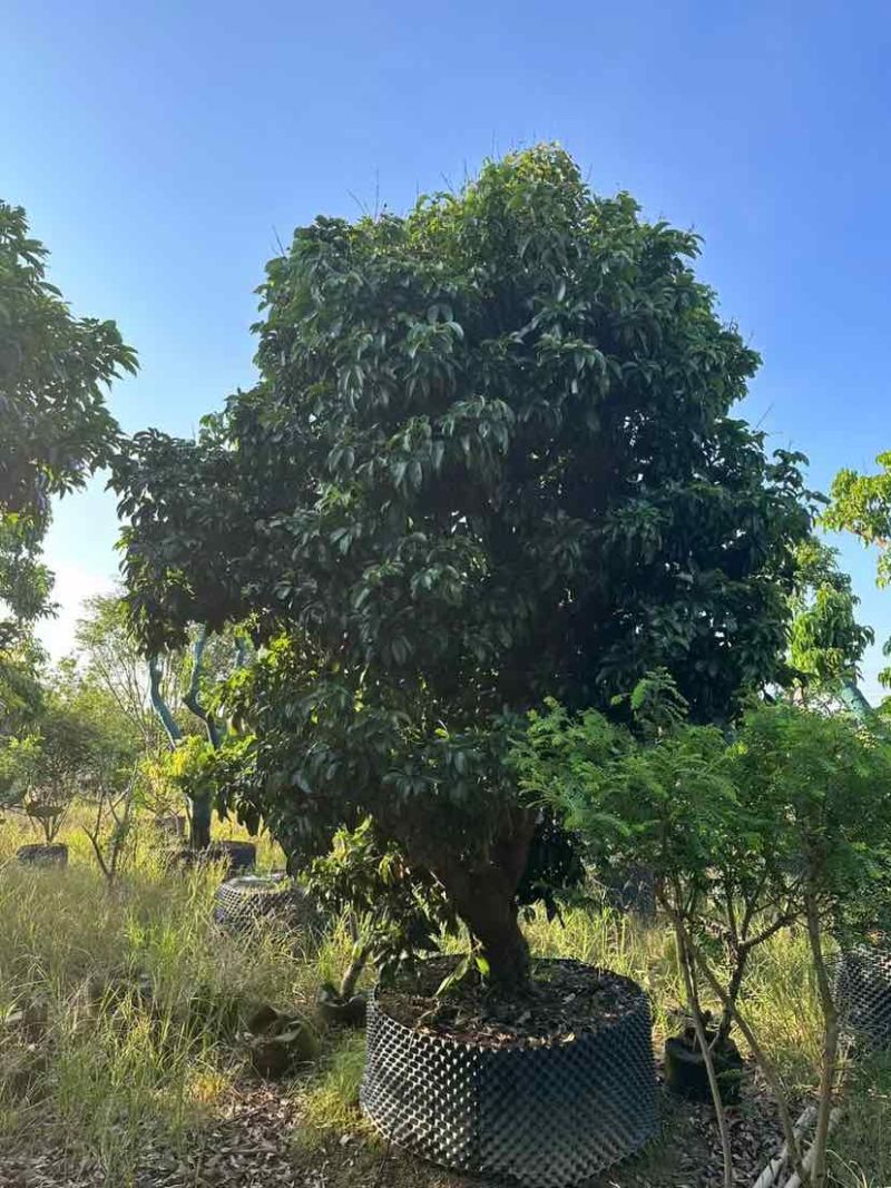 桂味荔枝树3～10公分基地直销大小规格齐全质量优质