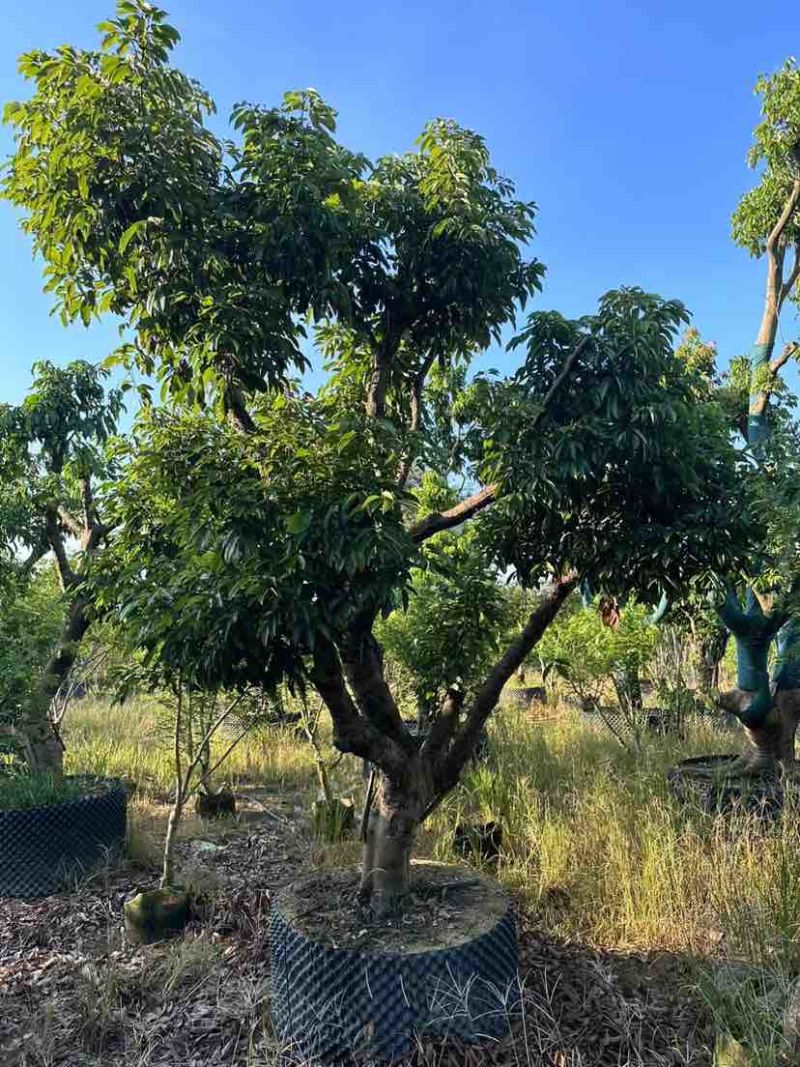 桂味荔枝树3～10公分基地直销大小规格齐全质量优质