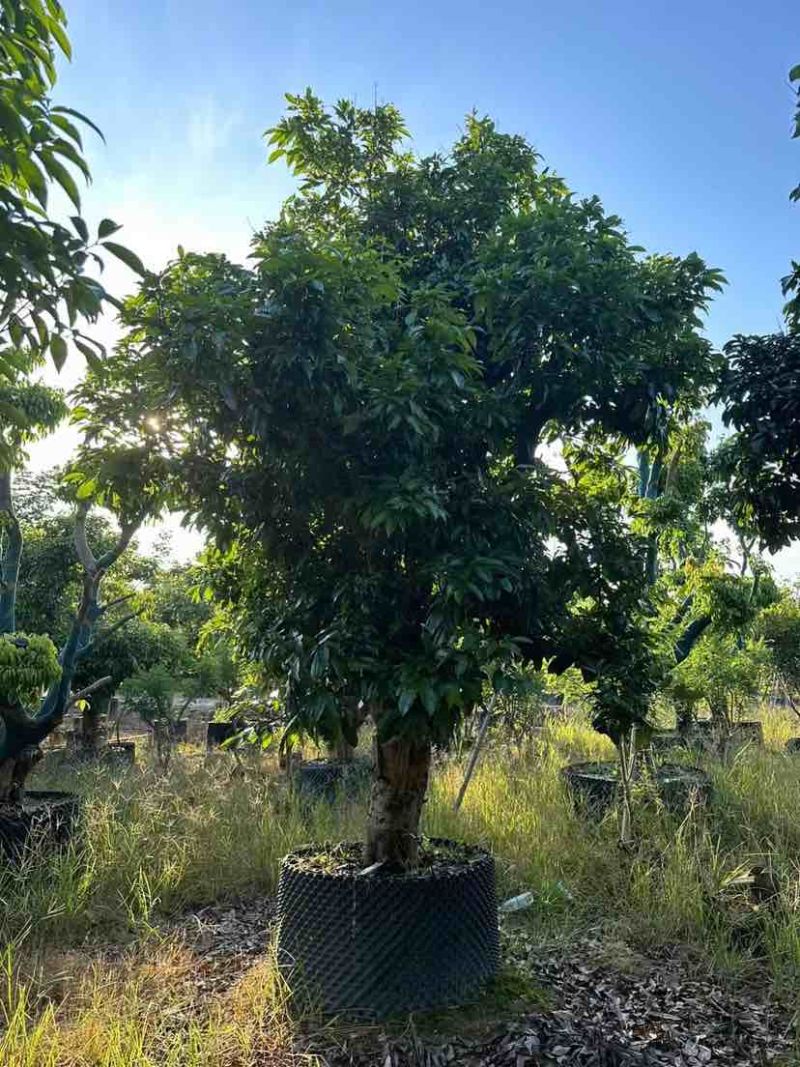 桂味荔枝树3～10公分基地直销大小规格齐全质量优质