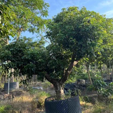 桂味荔枝树3～10公分基地直销大小规格齐全质量优质