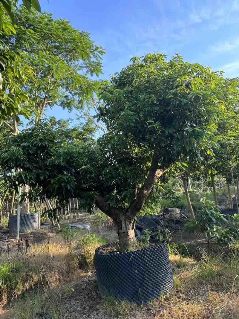 桂味荔枝树3～10公分基地直销大小规格齐全质量优质