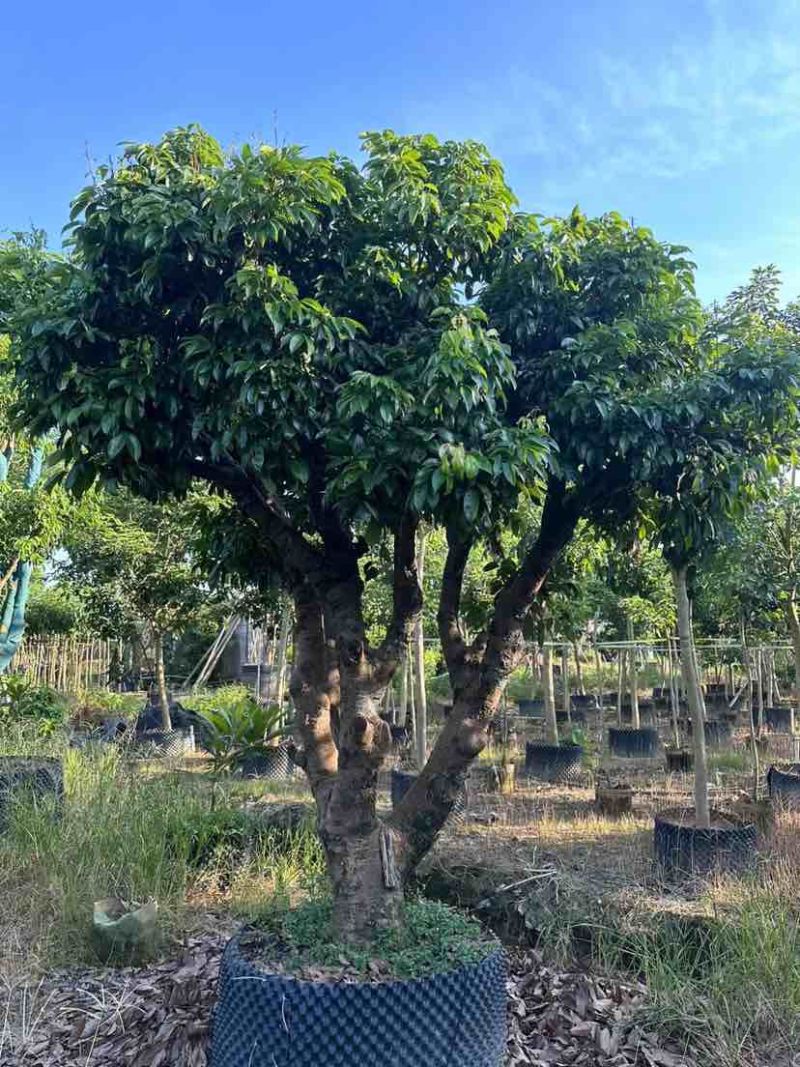桂味荔枝树3～10公分基地直销大小规格齐全质量优质