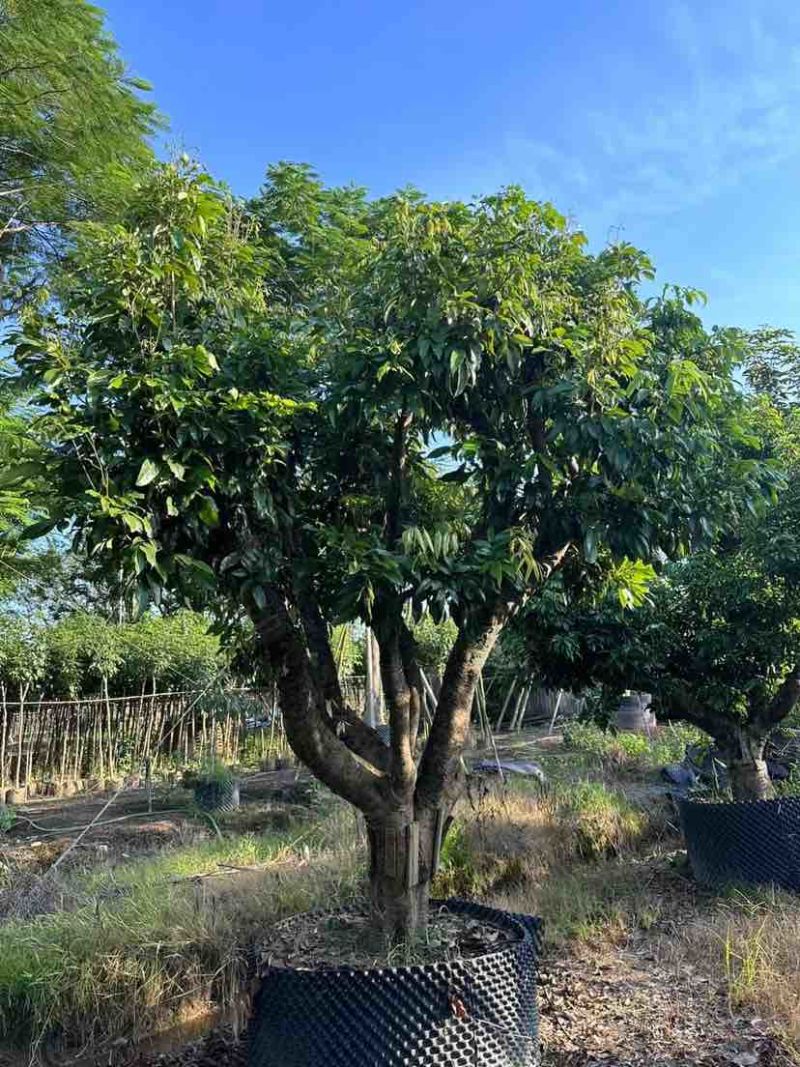 桂味荔枝树3～10公分基地直销大小规格齐全质量优质