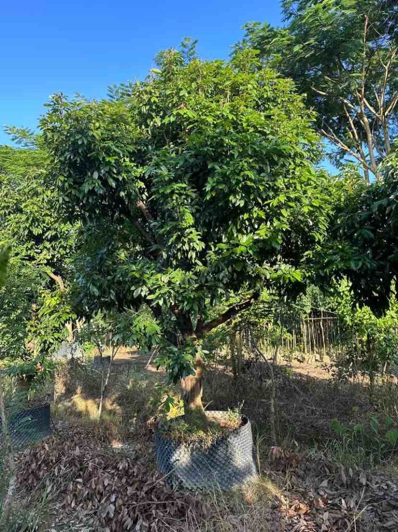 桂味荔枝树3～10公分基地直销大小规格齐全质量优质