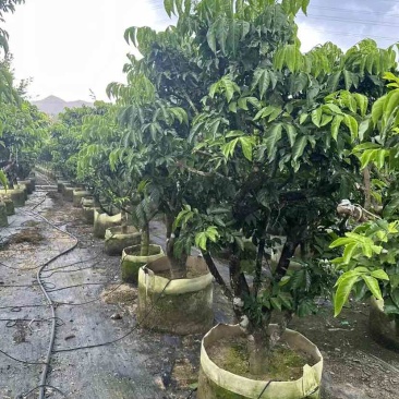 鸡心黄皮树3～10公分基地直销大小规格齐全质量优质