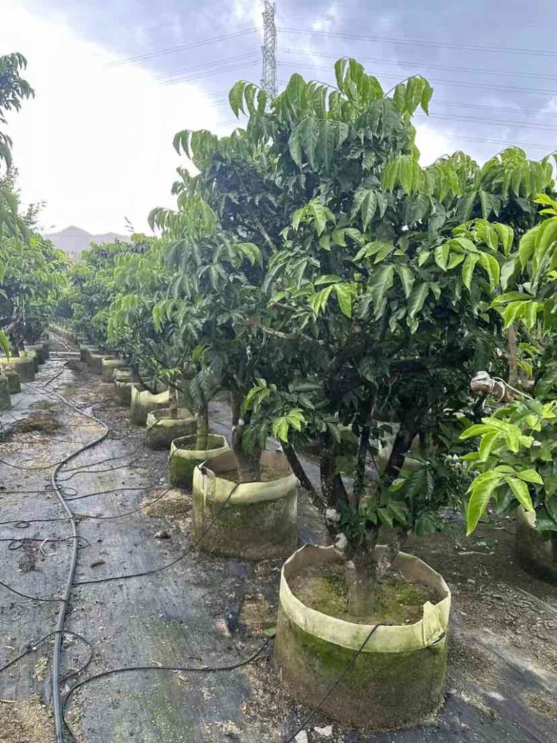 鸡心黄皮树3～10公分基地直销大小规格齐全质量优质