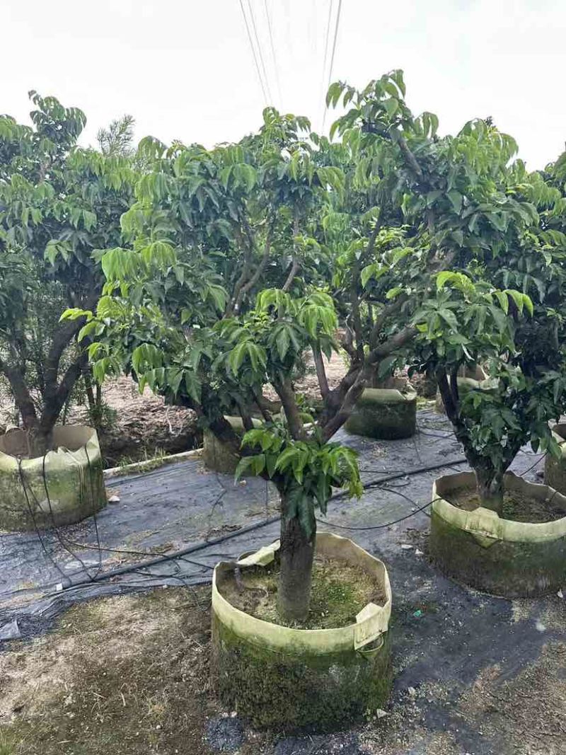 鸡心黄皮树3～10公分基地直销大小规格齐全质量优质
