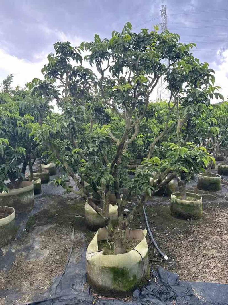 鸡心黄皮树3～10公分基地直销大小规格齐全质量优质
