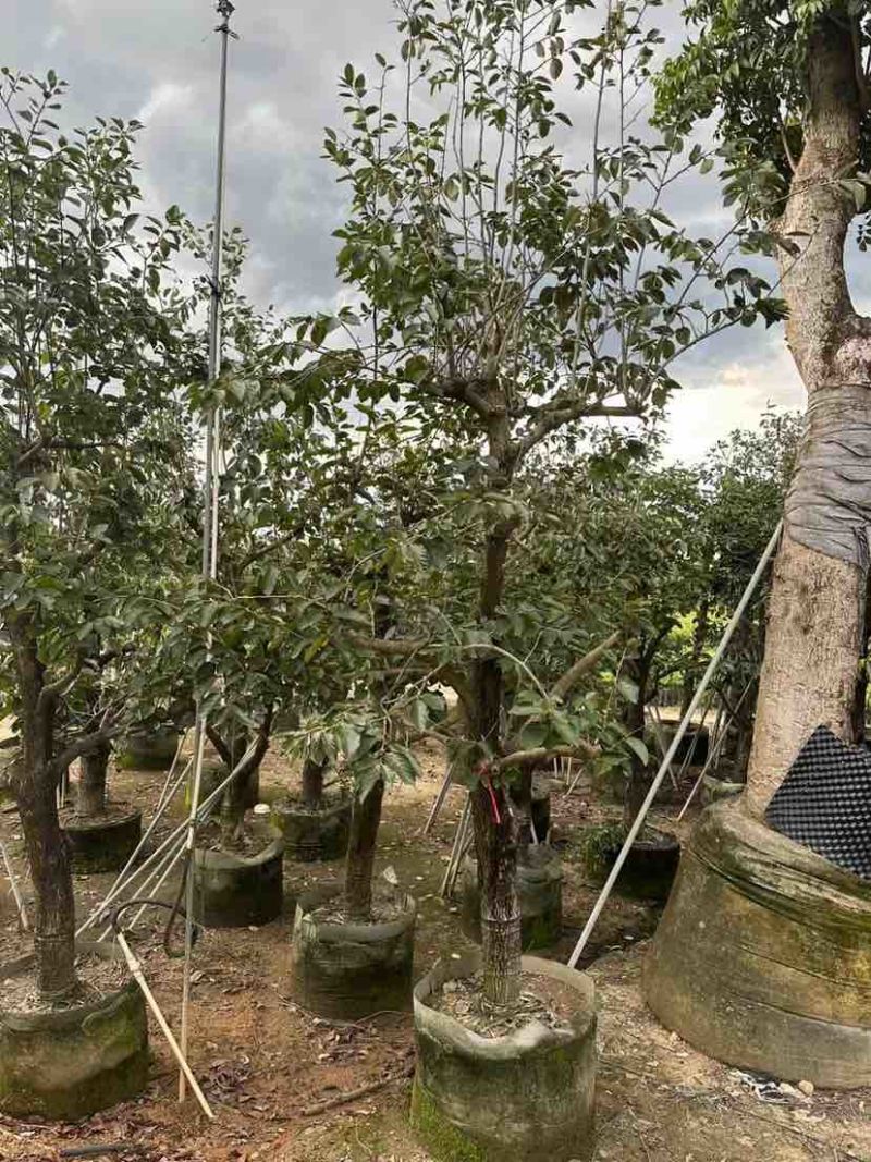柿子树3～8公分基地直销大小规格齐全质量优质