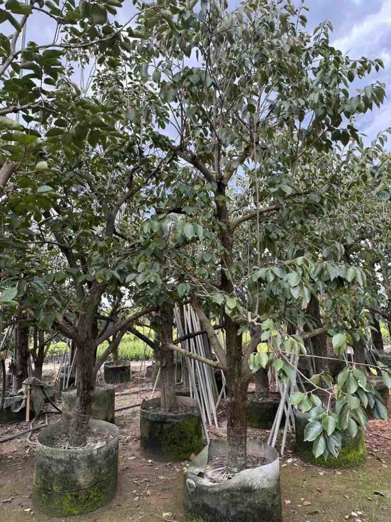 柿子树3～8公分基地直销大小规格齐全质量优质
