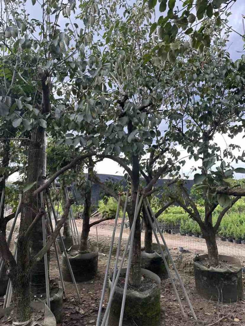 柿子树3～8公分基地直销大小规格齐全质量优质