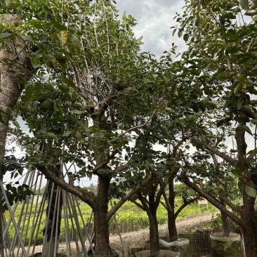 柿子树3～8公分基地直销大小规格齐全质量优质
