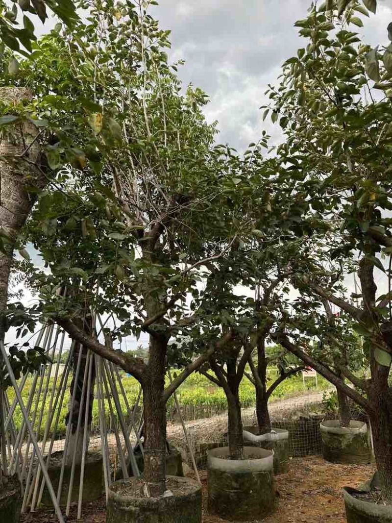 柿子树3～8公分基地直销大小规格齐全质量优质