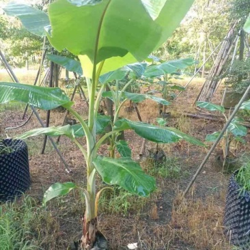 香蕉苗基地直销大小规格齐全质量优质