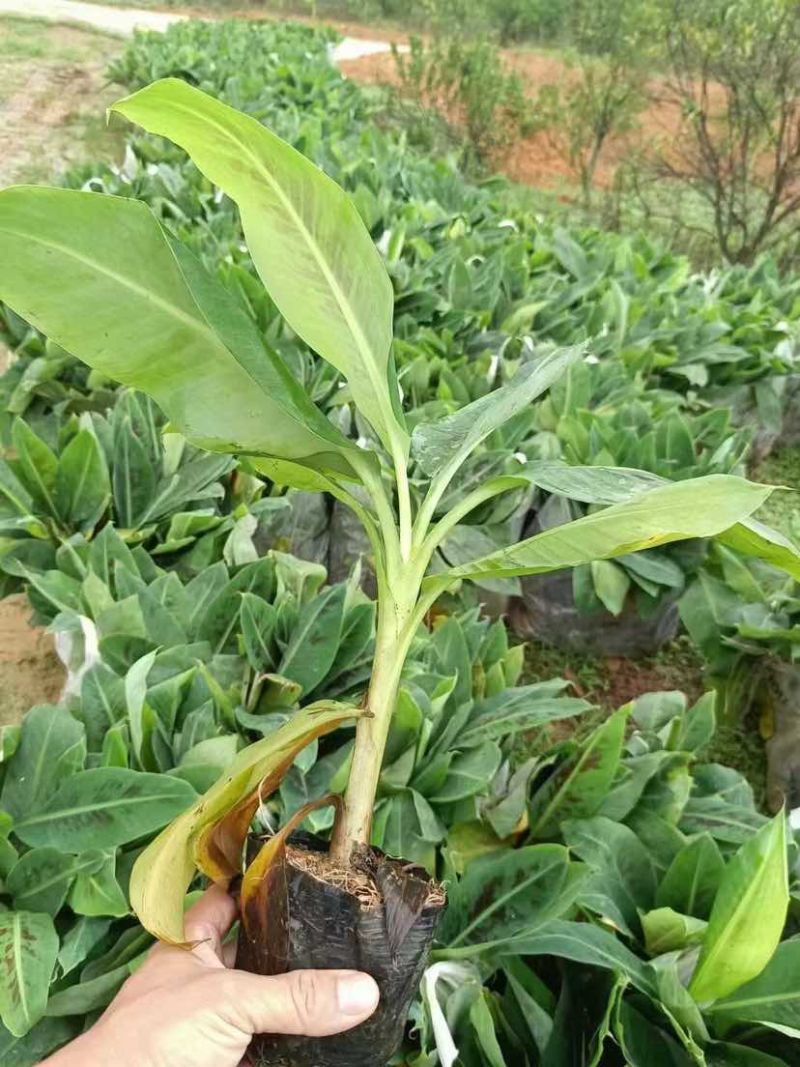 香蕉苗基地直销大小规格齐全质量优质