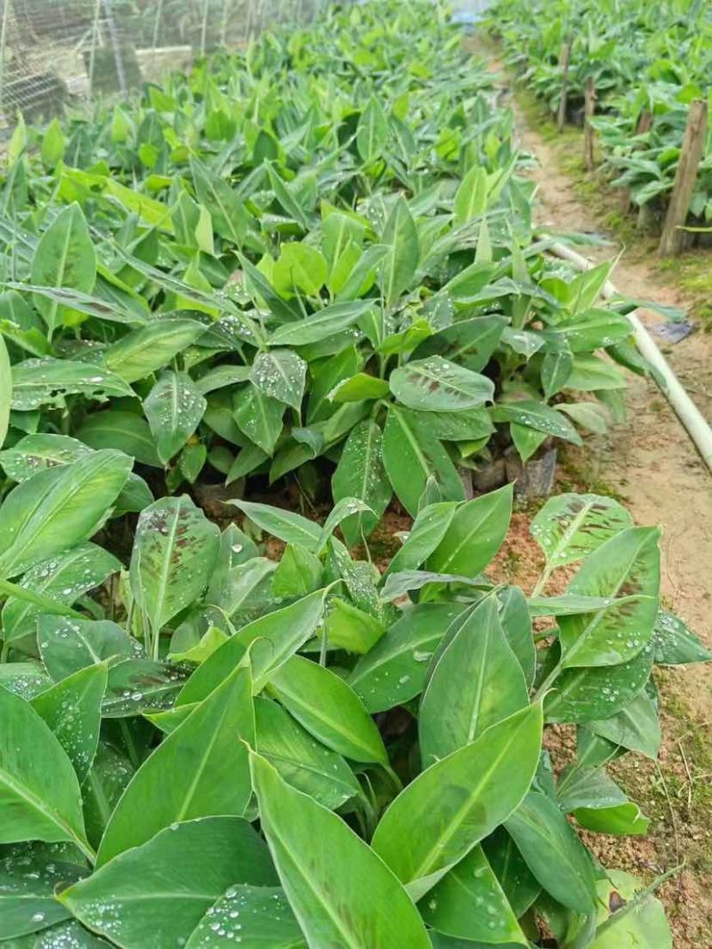 香蕉苗基地直销大小规格齐全质量优质