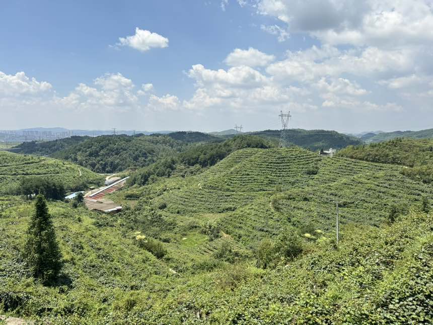 一幅展示中国山区野生猕猴桃生长环境的历史图片,背景为茂密森林与溪流,前景有几株攀爬在树上的猕猴桃藤,藤上结着带绒毛的绿色小果,旁边配有早期文献手稿插图,展现猕猴桃在中国古代的记载 猕猴桃的来源历史图示