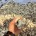 金果榄，通货240，选货290