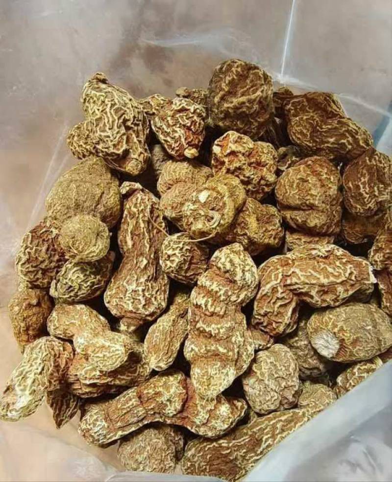金果榄，通货240，选货290