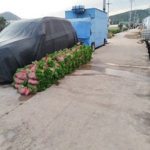 大白菜苗耐晒苗好无病